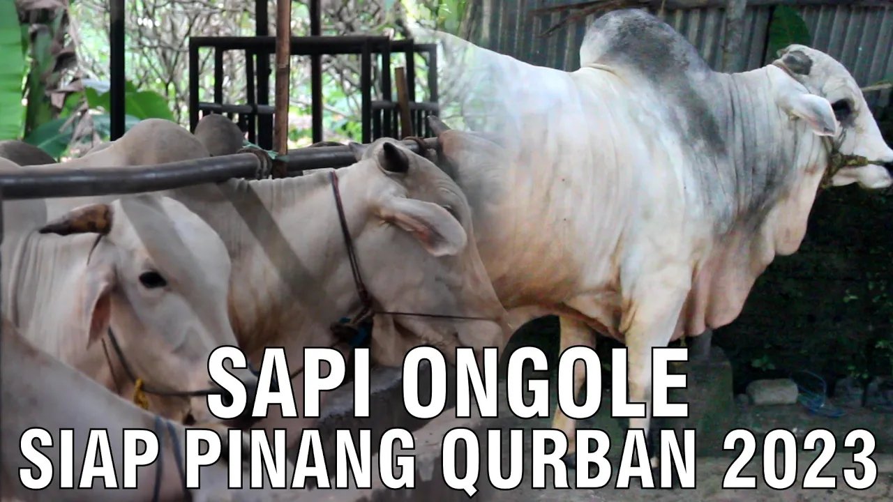 
                                 Sapi-Ongole-Kurban-2023